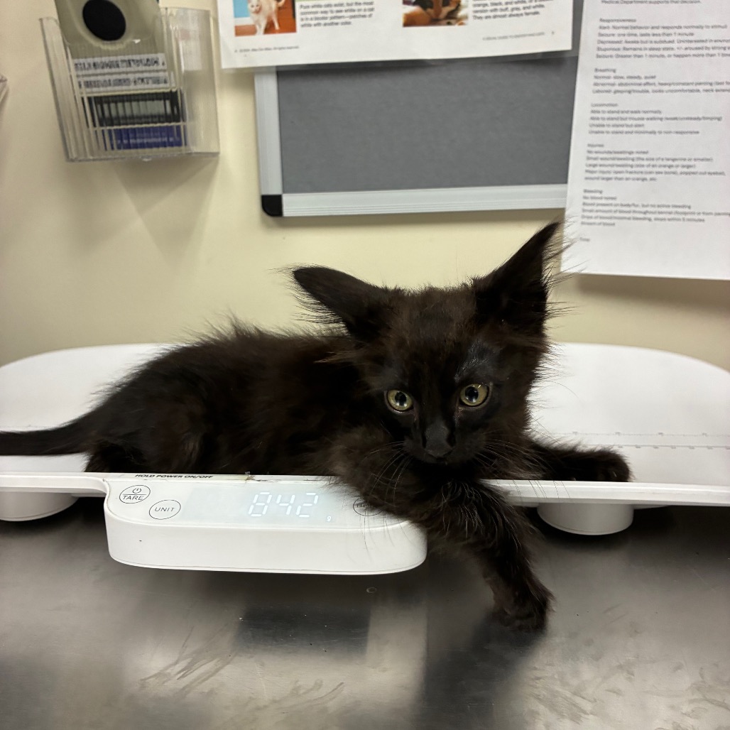 Shelter Stray Male Cat last seen , 361 S Raymond Ave, Pasadena, CA 91105, USA