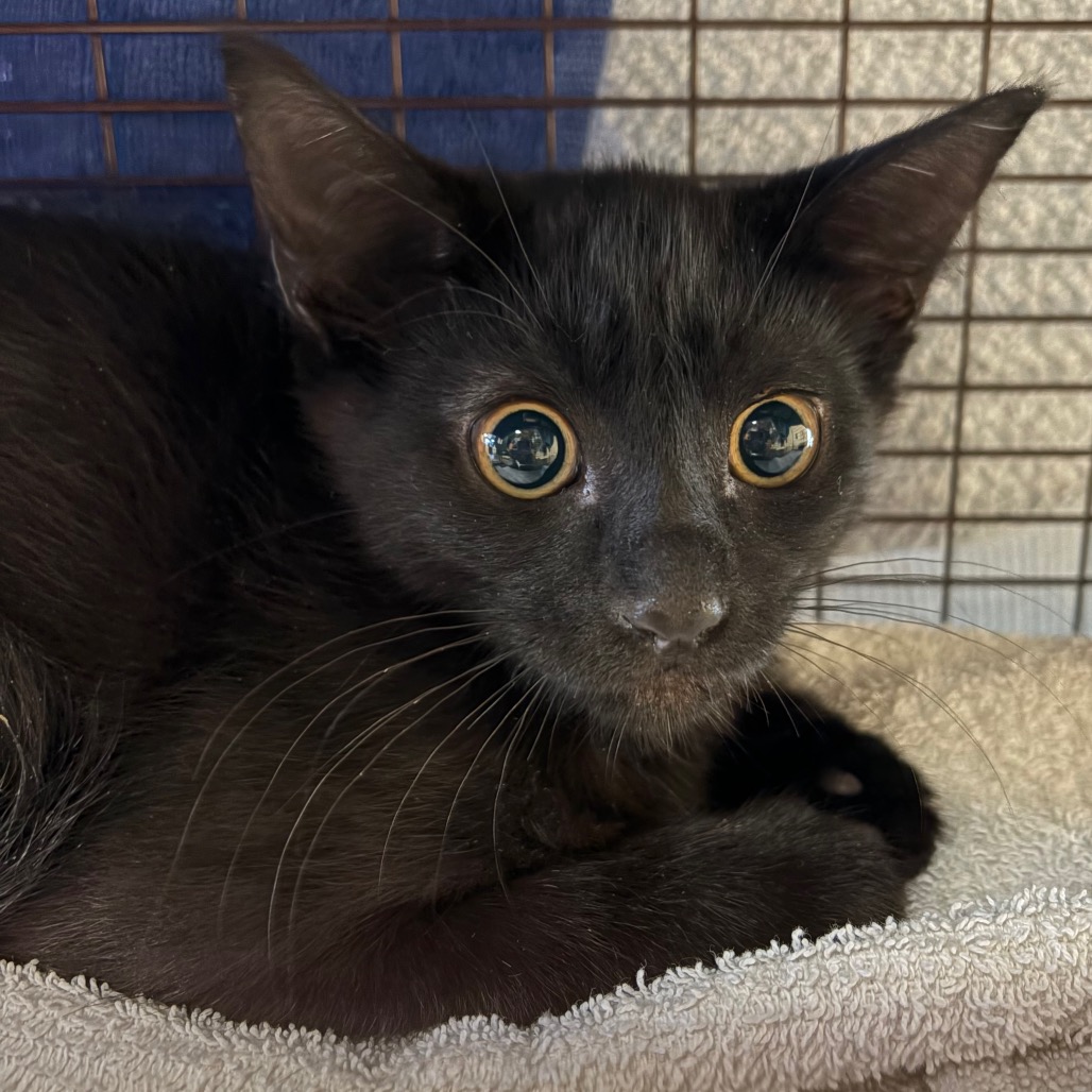 Shelter Stray Female Cat last seen , 361 S Raymond Ave, Pasadena, CA 91105, USA