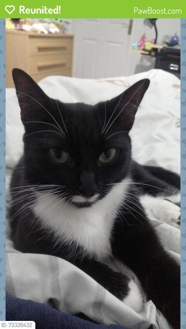 Reunited Female Cat last seen Reynard Way church, West Northamptonshire, England NN2 8QY