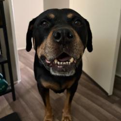 Shelter Stray Male Dog last seen , 361 S Raymond Ave, Pasadena, CA 91105, USA