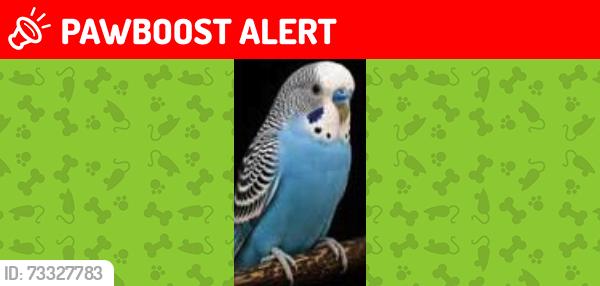 Lost Male Bird last seen Darcie Drive, Liberty Township, OH 45011