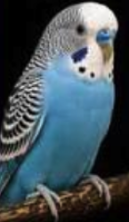 Lost Male Bird last seen Darcie Drive, Liberty Township, OH 45011