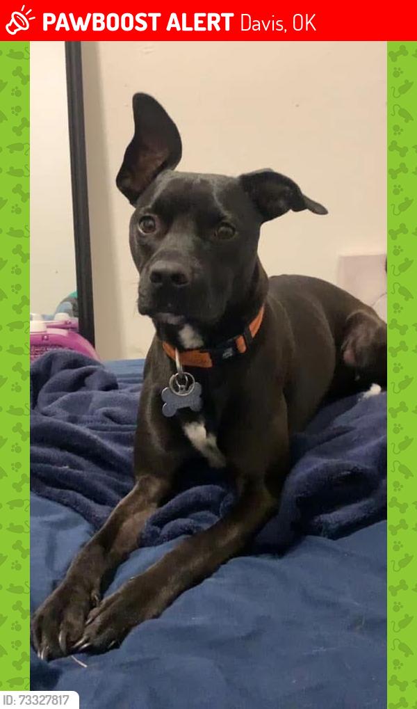 Lost Male Dog last seen N 4th Street and E Curtis Ave near P&M Auto Service, Davis, OK 73030