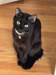 Reunited Female Cat last seen Lake Street School and reservoir, Manchester, CT 06042