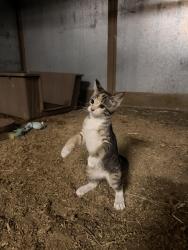 Lost Female Cat last seen Allison & Westview Drive, Lakewood, CO 80214