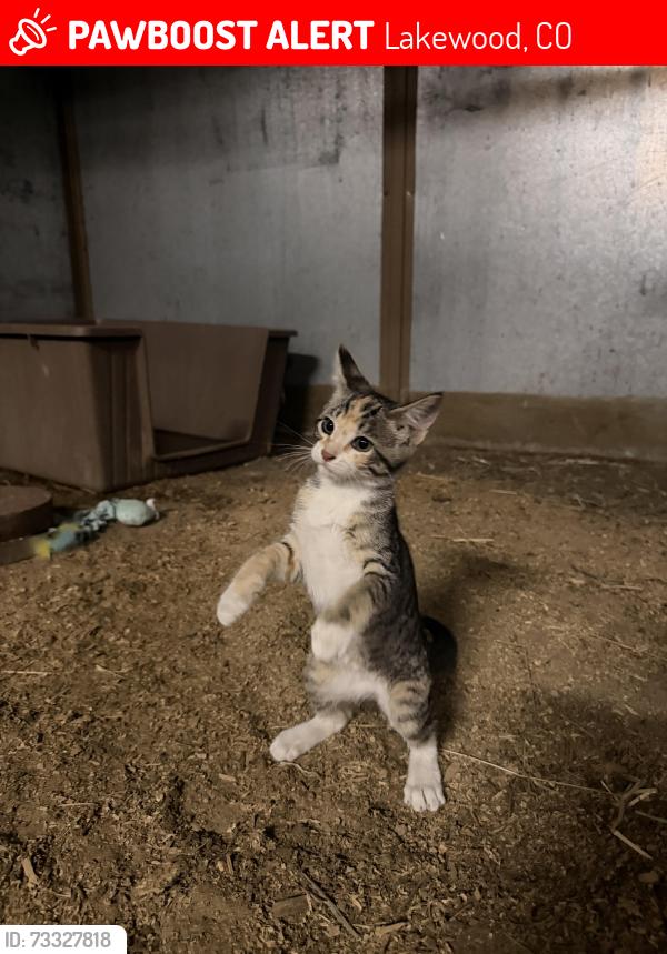 Lost Female Cat last seen Allison & Westview Drive, Lakewood, CO 80214