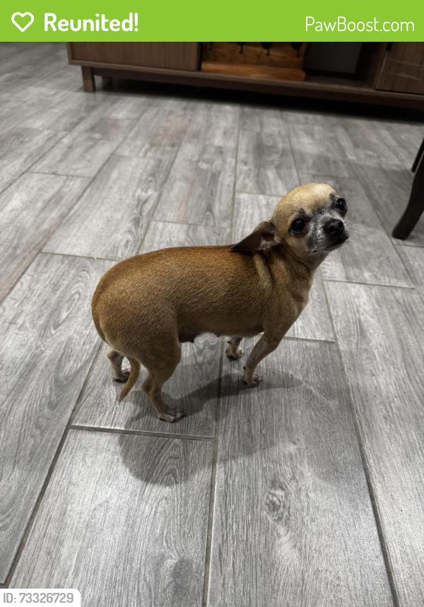 Reunited Female Dog last seen Sunset Valley St, Alton TX, Alton, TX 78573