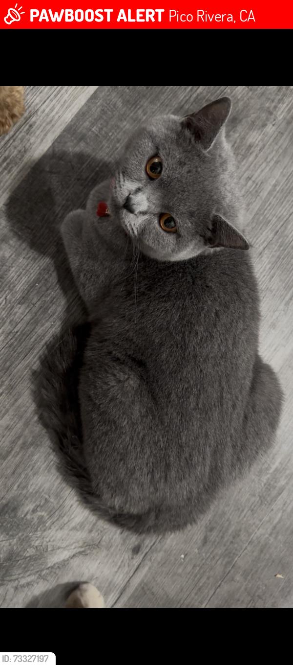 Lost Female Cat last seen Serapis Ave and Burke St. Pico Rivera, Ca90660, Pico Rivera, CA 90660