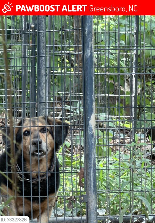 Lost Male Dog last seen Eagle rd beechcroft neighborhood, Greensboro, NC 27407