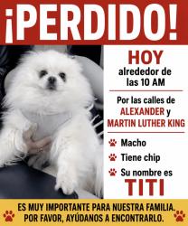 Reunited Male Dog last seen Near, North Las Vegas, NV 89032