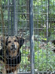 Lost Male Dog last seen Eagle rd beechcroft neighborhood, Greensboro, NC 27407