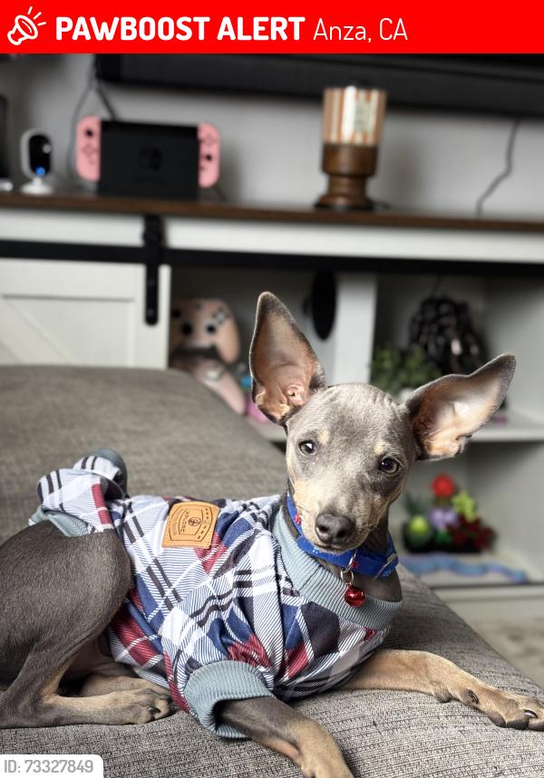 Lost Male Dog last seen Howard rd and Cary Rd, Anza, CA 92539
