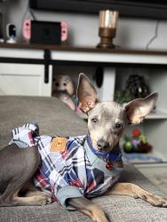 Lost Male Dog last seen Howard rd and Cary Rd, Anza, CA 92539