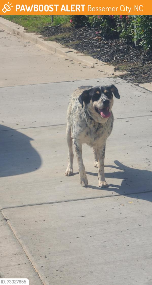Found/Stray Unknown Dog last seen E alabama across from the post office, Bessemer City, NC 28016