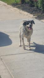 Found/Stray Unknown Dog last seen E alabama across from the post office, Bessemer City, NC 28016
