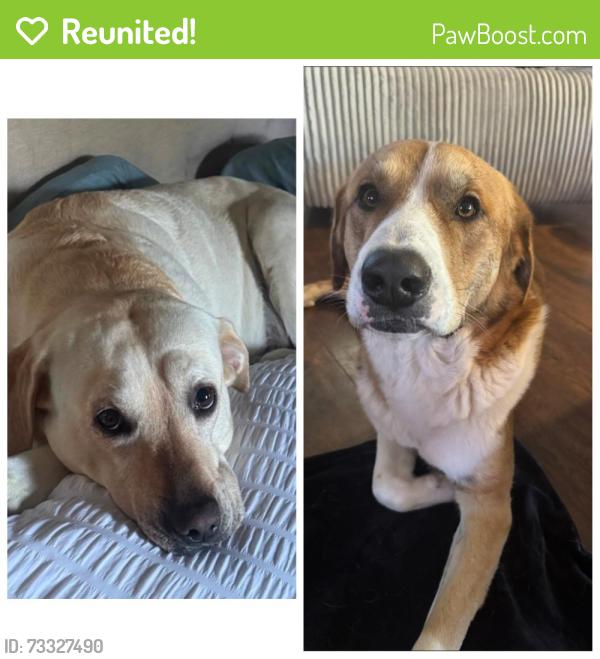 Reunited Male Dog last seen EL gusto st, San Antonio, TX 78233