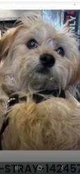 Found/Stray Male Dog last seen Unkown, Pomona, CA 91799