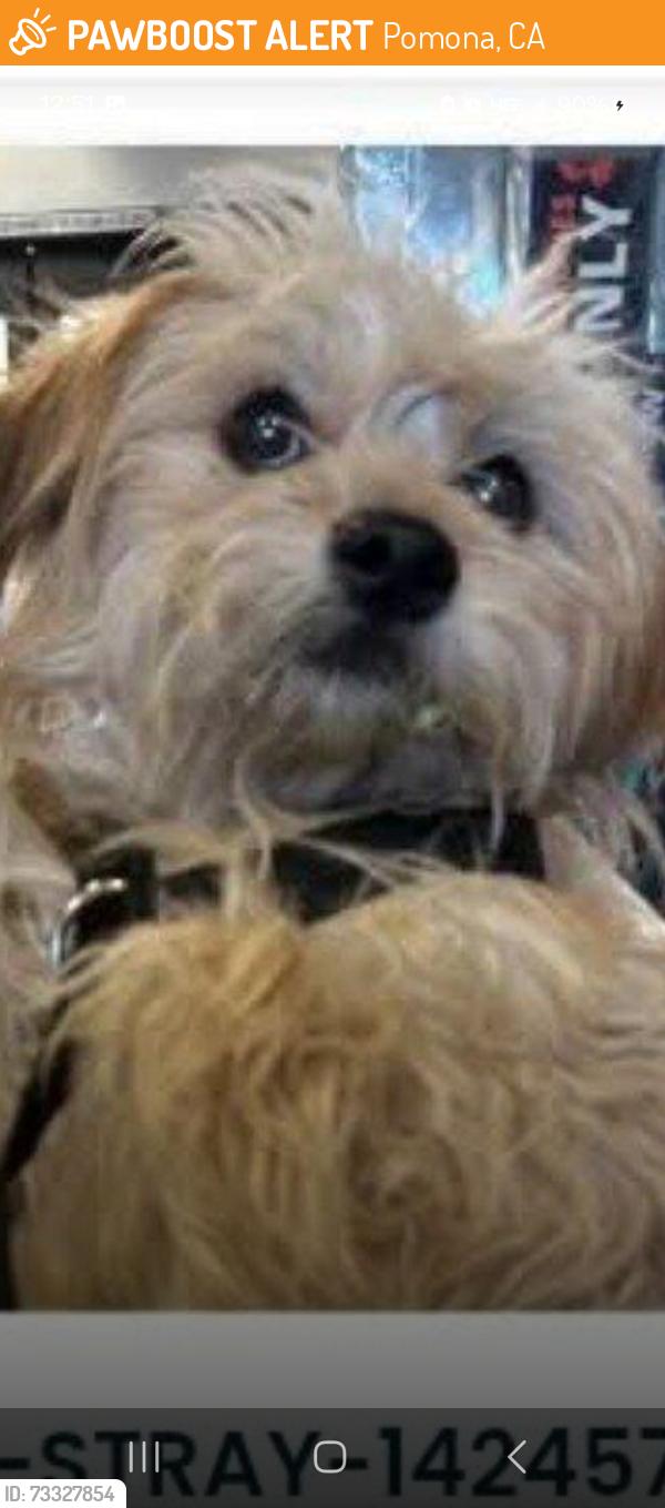 Found/Stray Male Dog last seen Unkown, Pomona, CA 91799