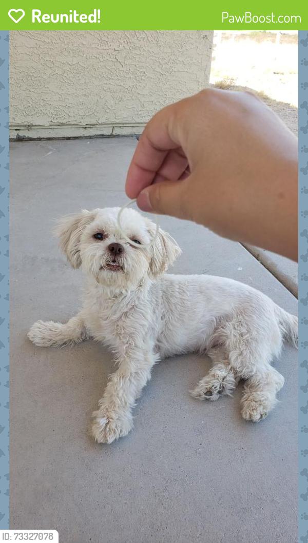 Reunited Female Dog last seen Southern and Miller, Buckeye, AZ 85326