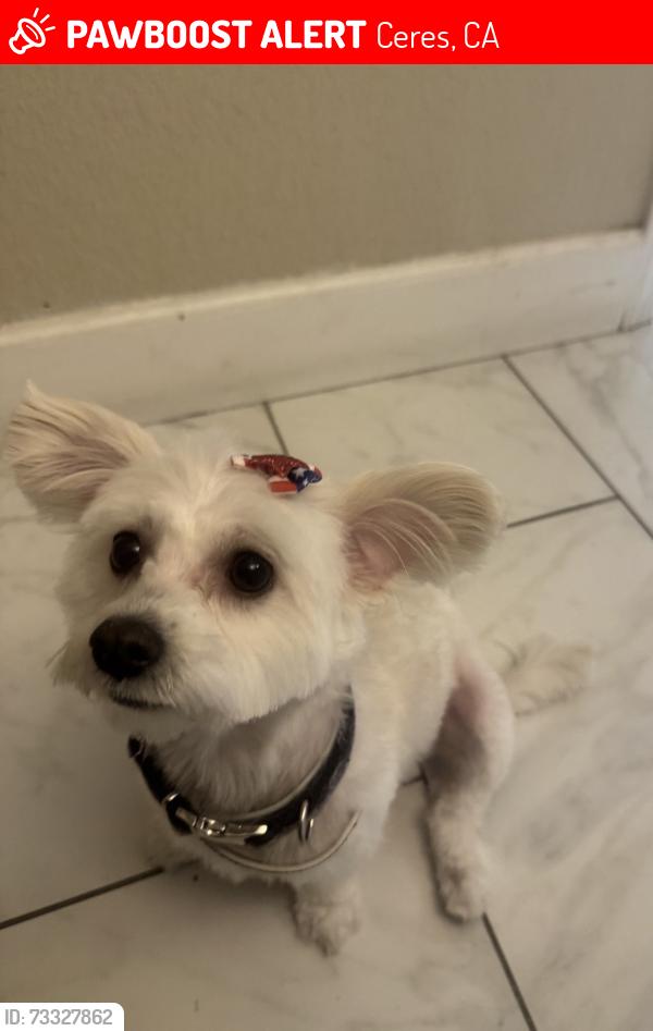 Lost Female Dog last seen Sam Ryno park, Ceres, CA 95307