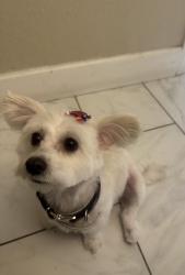 Lost Female Dog last seen Sam Ryno park, Ceres, CA 95307