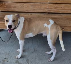 Shelter Stray Male Dog last seen , 5302 Stone St, Chattanooga, TN 37412, USA