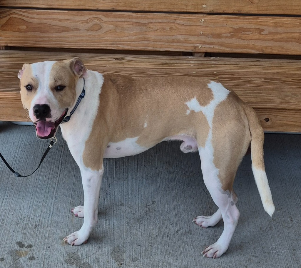 Shelter Stray Male Dog last seen , 5302 Stone St, Chattanooga, TN 37412, USA