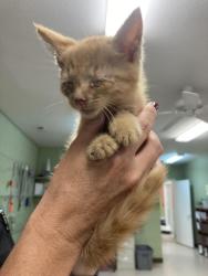 Shelter Stray Male Cat last seen Out of Town, 211 Kind Hearts Wy, Burnsville, NC 28714, USA