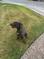 Found/Stray Female Dog last seen Wilcrest and Richmond, Houston, TX 77042