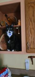 Lost Male Cat last seen Fair st, Berea, OH 44017