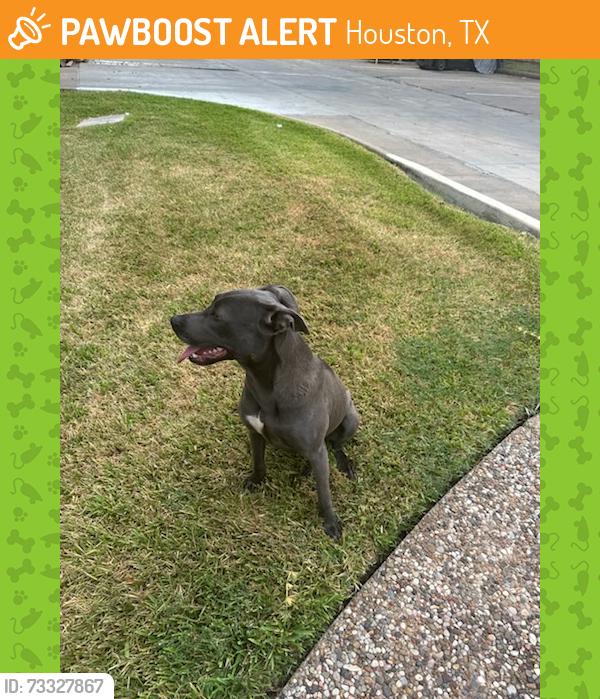 Found/Stray Female Dog last seen Wilcrest and Richmond, Houston, TX 77042