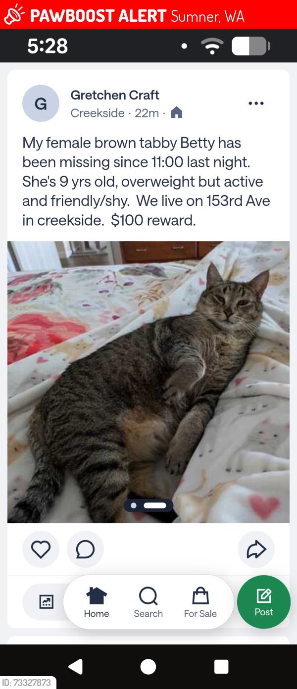 Lost Female Cat last seen Valley Avenue sumner wa, Sumner, WA 98390