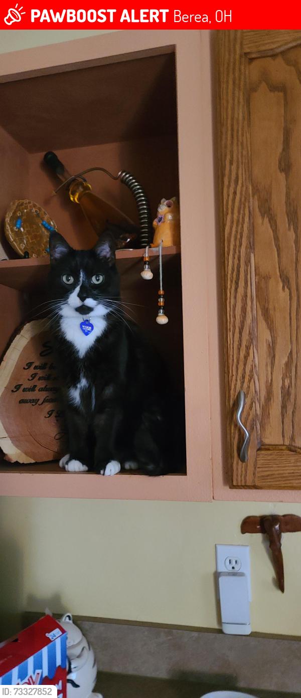 Lost Male Cat last seen Fair st, Berea, OH 44017