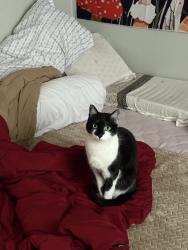 Reunited Male Cat last seen W Lincoln Ave & Western, Anaheim, CA 92801