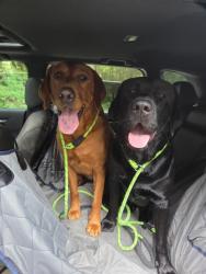 Reunited Male Dog last seen Indian hill rd, Canton, CT 06019