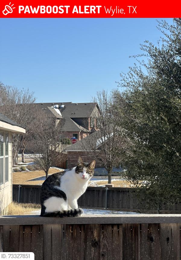 Lost Male Cat last seen Near Oakcrest drive Wylie TX, Wylie, TX 75098