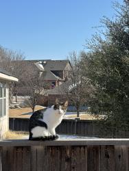 Lost Male Cat last seen Near Oakcrest drive Wylie TX, Wylie, TX 75098