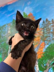 Shelter Stray Male Cat last seen Bexar County, 3353 Morningside Dr, New Braunfels, TX 78132, USA