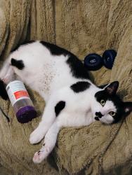 Reunited Male Cat last seen Glenmere, Greeley, CO 80620
