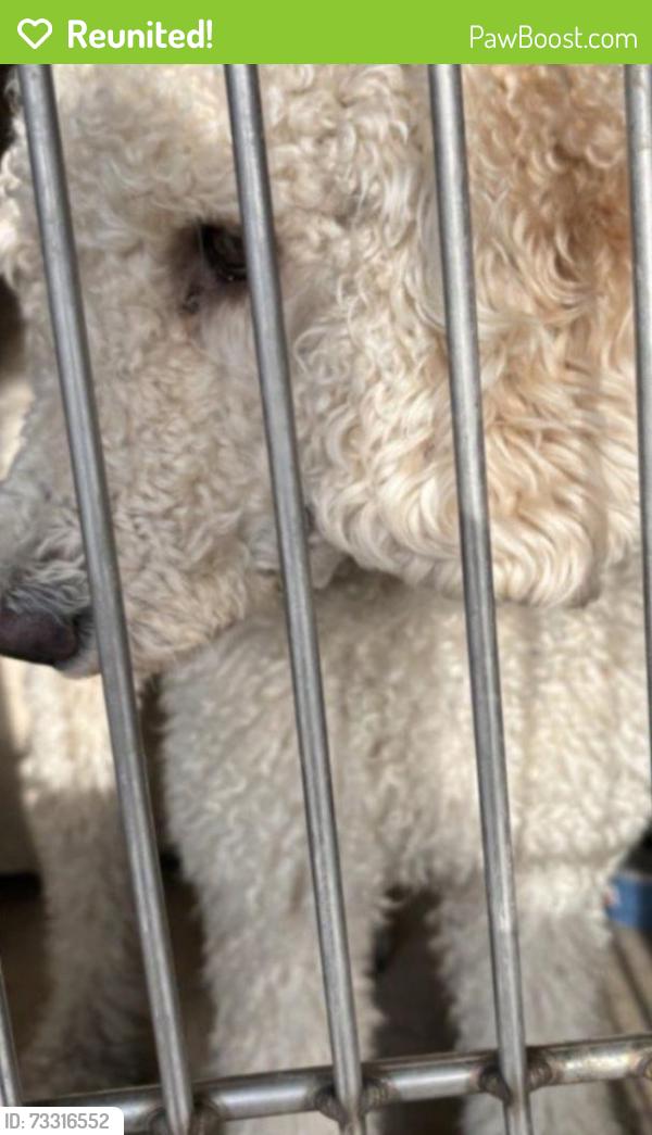 Reunited Female Dog last seen Las vegas. Nv, Las Vegas, NV 89121