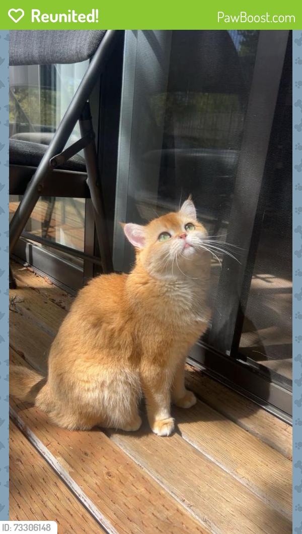 Reunited Female Cat last seen Near NE 132nd St l207, Kirkland, WA 98034, USA, Kirkland, WA 98034