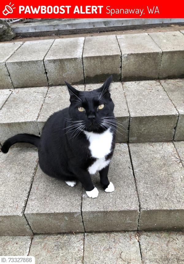 Lost Male Cat last seen 82nd street & 192nd street, Spanaway, WA 98387