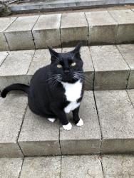 Lost Male Cat last seen 82nd street & 192nd street, Spanaway, WA 98387