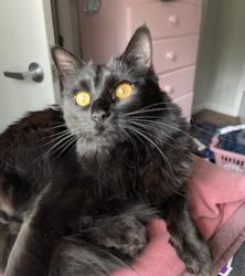 Lost Female Cat last seen Penland Street, Ellijay, GA 30540