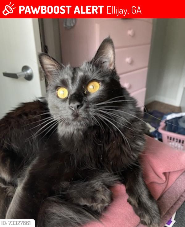 Lost Female Cat last seen Penland Street, Ellijay, GA 30540