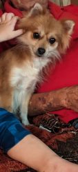 Reunited Female Dog last seen Bowlero and Coralwood Shopping Center, Cape Coral, FL 33990