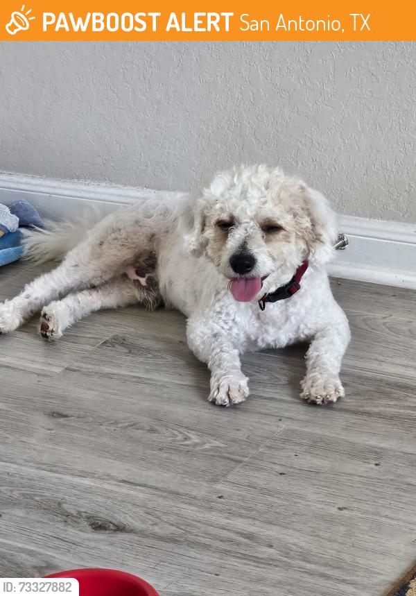 Found/Stray Male Dog last seen Hw 90 and 1604, San Antonio, TX 78252