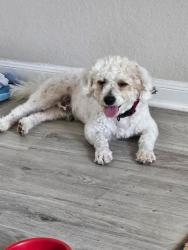 Found/Stray Male Dog last seen Hw 90 and 1604, San Antonio, TX 78252