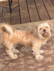 Lost Female Dog last seen Butterfield dr, Fort Worth, TX 76104
