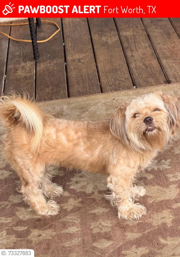 Lost Female Dog last seen Butterfield dr, Fort Worth, TX 76104